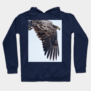 The Wing of a Juvenile Bald Eagle Hoodie